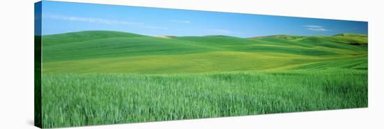 Wheat Crop in a Field, Whitman County, Washington State, USA-null-Stretched Canvas