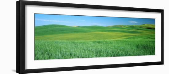 Wheat Crop in a Field, Whitman County, Washington State, USA-null-Framed Photographic Print