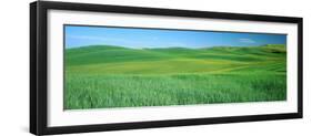 Wheat Crop in a Field, Whitman County, Washington State, USA-null-Framed Photographic Print