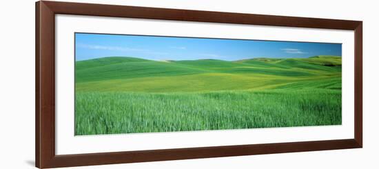 Wheat Crop in a Field, Whitman County, Washington State, USA-null-Framed Photographic Print