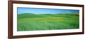 Wheat Crop in a Field, Whitman County, Washington State, USA-null-Framed Photographic Print