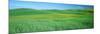 Wheat Crop in a Field, Whitman County, Washington State, USA-null-Mounted Photographic Print