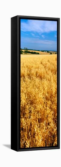 Wheat Crop in a Field, Willamette Valley, Oregon, USA-null-Framed Stretched Canvas