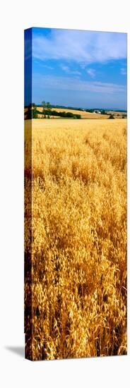 Wheat Crop in a Field, Willamette Valley, Oregon, USA-null-Stretched Canvas