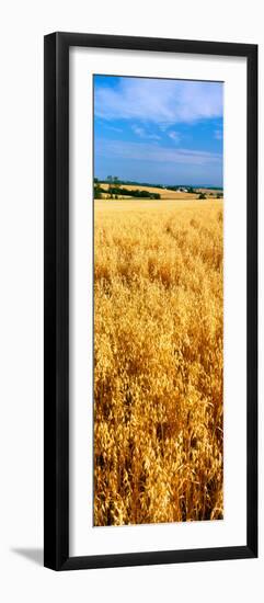 Wheat Crop in a Field, Willamette Valley, Oregon, USA-null-Framed Photographic Print