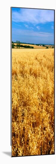 Wheat Crop in a Field, Willamette Valley, Oregon, USA-null-Mounted Photographic Print