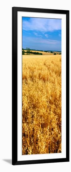 Wheat Crop in a Field, Willamette Valley, Oregon, USA-null-Framed Photographic Print