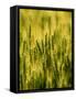 Wheat Crop in Palouse, Washington, USA-Terry Eggers-Framed Stretched Canvas