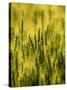 Wheat Crop in Palouse, Washington, USA-Terry Eggers-Stretched Canvas