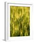Wheat Crop in Palouse, Washington, USA-Terry Eggers-Framed Photographic Print