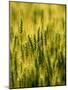 Wheat Crop in Palouse, Washington, USA-Terry Eggers-Mounted Photographic Print