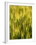 Wheat Crop in Palouse, Washington, USA-Terry Eggers-Framed Photographic Print