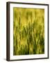 Wheat Crop in Palouse, Washington, USA-Terry Eggers-Framed Photographic Print