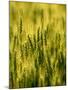 Wheat Crop in Palouse, Washington, USA-Terry Eggers-Mounted Photographic Print