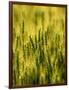 Wheat Crop in Palouse, Washington, USA-Terry Eggers-Framed Photographic Print