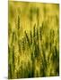 Wheat Crop in Palouse, Washington, USA-Terry Eggers-Mounted Photographic Print