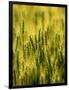 Wheat Crop in Palouse, Washington, USA-Terry Eggers-Framed Photographic Print