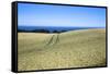 Wheat Crop Ripening by the North Sea at Osgodby, Scarborough, North Yorkshire, Yorkshire, England-Mark Sunderland-Framed Stretched Canvas