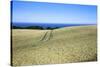 Wheat Crop Ripening by the North Sea at Osgodby, Scarborough, North Yorkshire, Yorkshire, England-Mark Sunderland-Stretched Canvas