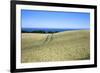 Wheat Crop Ripening by the North Sea at Osgodby, Scarborough, North Yorkshire, Yorkshire, England-Mark Sunderland-Framed Photographic Print