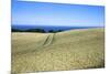 Wheat Crop Ripening by the North Sea at Osgodby, Scarborough, North Yorkshire, Yorkshire, England-Mark Sunderland-Mounted Photographic Print