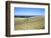 Wheat Crop Ripening by the North Sea at Osgodby, Scarborough, North Yorkshire, Yorkshire, England-Mark Sunderland-Framed Photographic Print