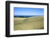 Wheat Crop Ripening by the North Sea at Osgodby, Scarborough, North Yorkshire, Yorkshire, England-Mark Sunderland-Framed Photographic Print