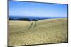 Wheat Crop Ripening by the North Sea at Osgodby, Scarborough, North Yorkshire, Yorkshire, England-Mark Sunderland-Mounted Photographic Print