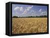 Wheat Crop, Tennessee, USA-Adam Jones-Framed Stretched Canvas