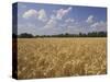 Wheat Crop, Tennessee, USA-Adam Jones-Stretched Canvas