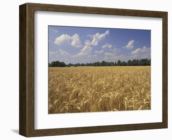 Wheat Crop, Tennessee, USA-Adam Jones-Framed Photographic Print