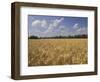 Wheat Crop, Tennessee, USA-Adam Jones-Framed Photographic Print