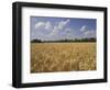 Wheat Crop, Tennessee, USA-Adam Jones-Framed Photographic Print
