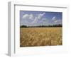 Wheat Crop, Tennessee, USA-Adam Jones-Framed Photographic Print