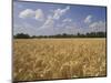 Wheat Crop, Tennessee, USA-Adam Jones-Mounted Photographic Print