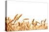 Wheat Ears Isolated on White.-Sofiaworld-Stretched Canvas