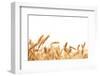 Wheat Ears Isolated on White.-Sofiaworld-Framed Photographic Print