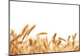 Wheat Ears Isolated on White.-Sofiaworld-Mounted Photographic Print