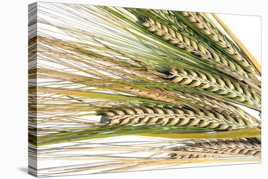 Wheat Ears (Triticum Sp.)-Victor De Schwanberg-Stretched Canvas