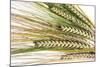 Wheat Ears (Triticum Sp.)-Victor De Schwanberg-Mounted Premium Photographic Print