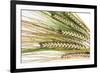 Wheat Ears (Triticum Sp.)-Victor De Schwanberg-Framed Photographic Print