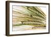 Wheat Ears (Triticum Sp.)-Victor De Schwanberg-Framed Photographic Print