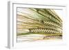 Wheat Ears (Triticum Sp.)-Victor De Schwanberg-Framed Photographic Print