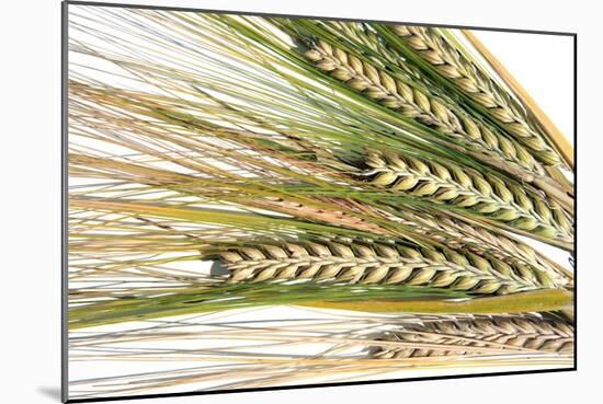 Wheat Ears (Triticum Sp.)-Victor De Schwanberg-Mounted Photographic Print