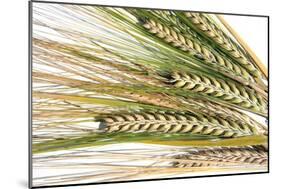 Wheat Ears (Triticum Sp.)-Victor De Schwanberg-Mounted Photographic Print