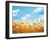 Wheat Field Against Blue Sky-Li Ding-Framed Photographic Print