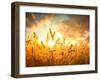 Wheat Field Against Golden Sunset, Shallow Dof-Li Ding-Framed Photographic Print