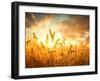 Wheat Field Against Golden Sunset, Shallow Dof-Li Ding-Framed Photographic Print