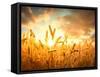 Wheat Field Against Golden Sunset, Shallow Dof-Li Ding-Framed Stretched Canvas