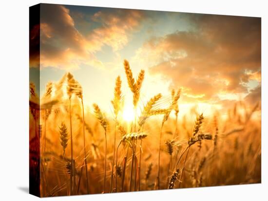 Wheat Field Against Golden Sunset, Shallow Dof-Li Ding-Stretched Canvas